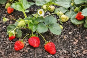 Plantando Morango no Jardim