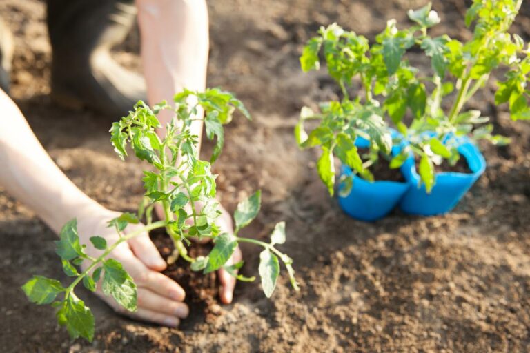 Como Cultivar Tomates em Casa